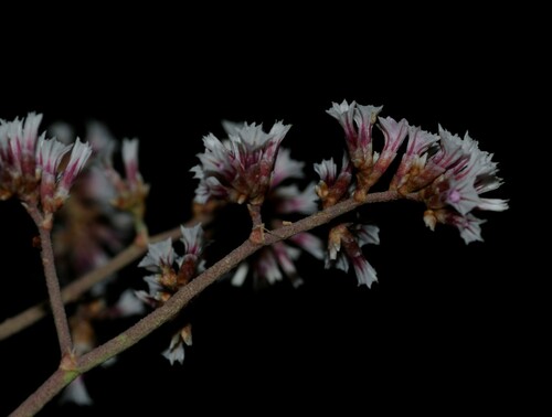 Limonium image