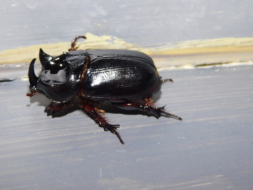 Dipelicus cantori · iNaturalist