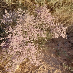 Limonium pruinosum image