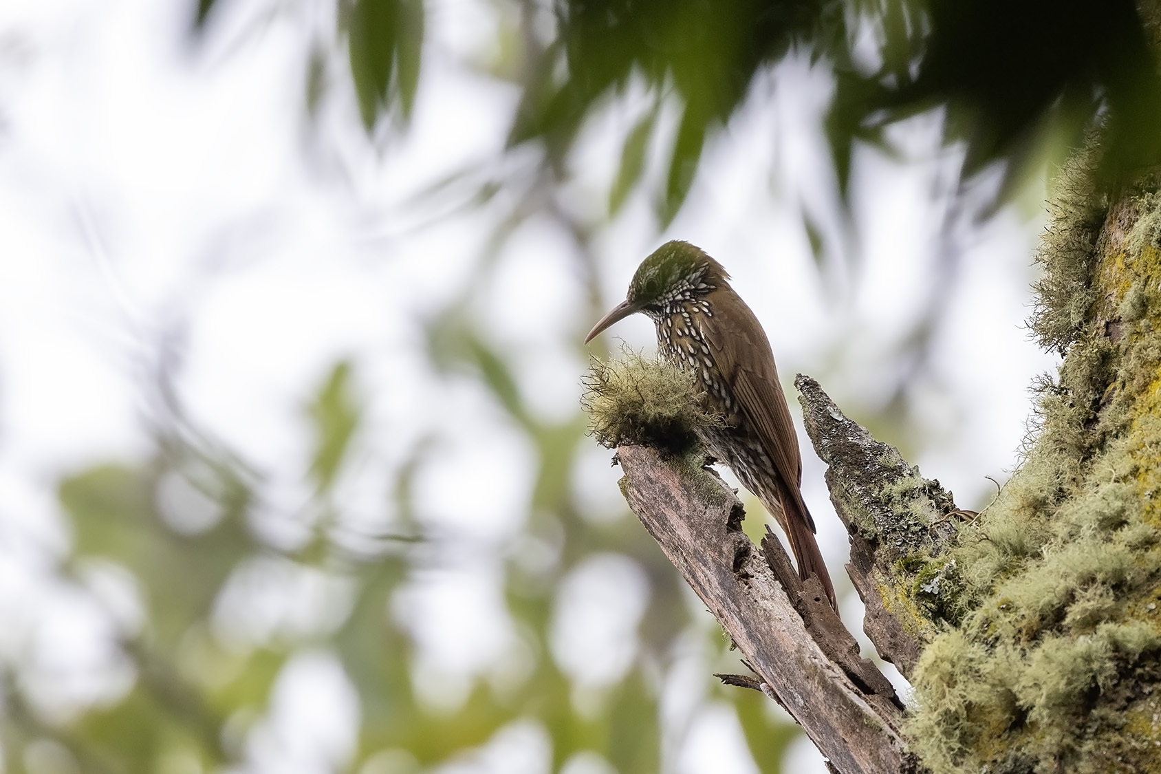 Trepatroncos Monta&ntilde;ero (Lepidocolaptes lacrymiger), Foto: Niall Perrins
