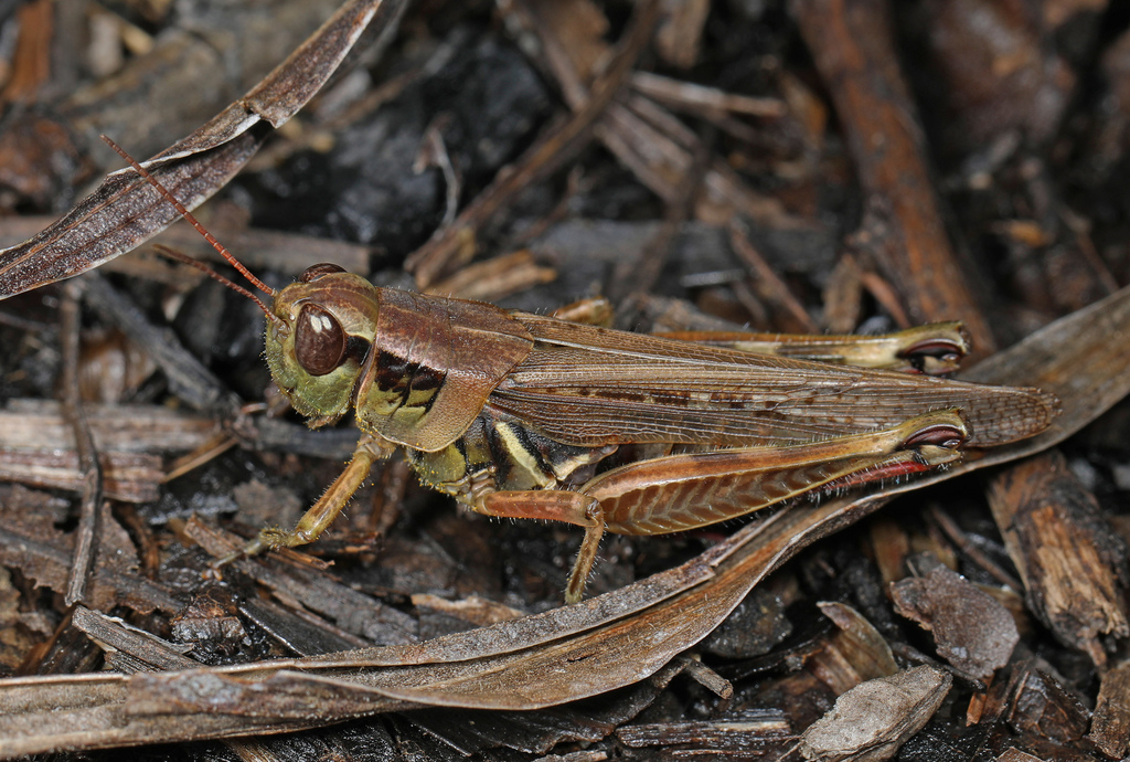 Melanoplus sanguinipes defectus