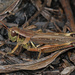Red-legged and Migratory Grasshoppers - Photo (c) Judy Gallagher, some rights reserved (CC BY-SA), uploaded by Judy Gallagher