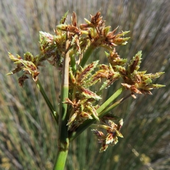 Cyperus marginatus