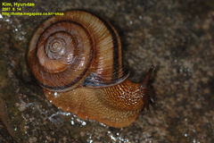 Nesiohelix samarangae