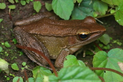 Indosylvirana caesari