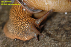 Nesiohelix samarangae