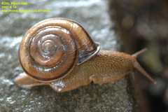 Nesiohelix samarangae