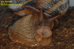 Nesiohelix samarangae