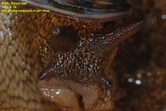 Nesiohelix samarangae