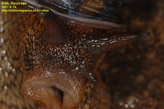Nesiohelix samarangae