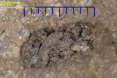 Nesiohelix samarangae
