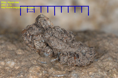 Nesiohelix samarangae
