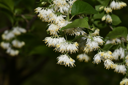 Pterostyrax