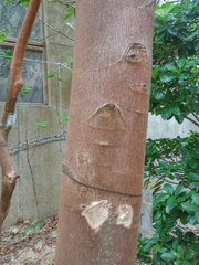 Aquilaria sinensis