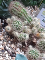 Echinocactus