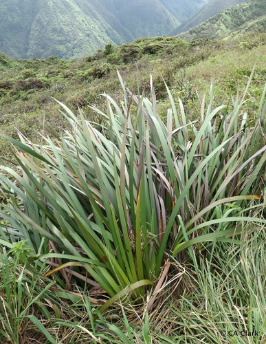 Machaerina angustifolia