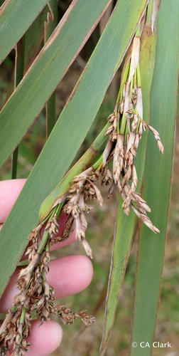 Machaerina angustifolia