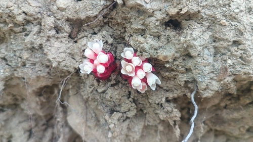 Cytinus ruber (Cytinus ruber)