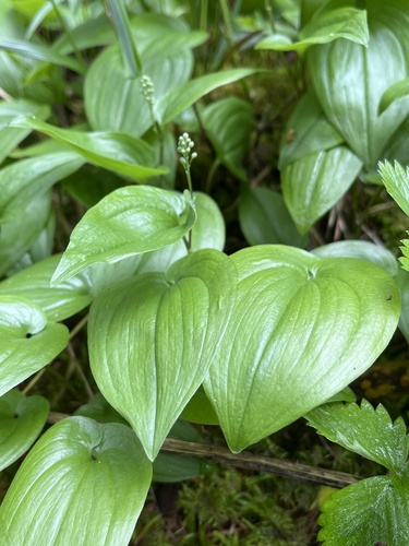 Maianthemum bifolium iNat (3)