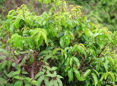 Antidesma platyphyllum