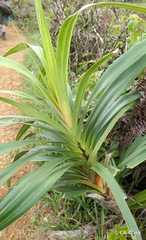 Freycinetia arborea