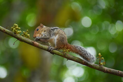 Jungle Palm Squirrel photo 3