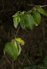 Chlorocyathus monteiroae image