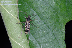 Chlorophorus diadema