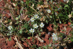 Spergularia flaccida image