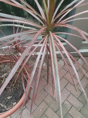 Dracaena fragrans compacta