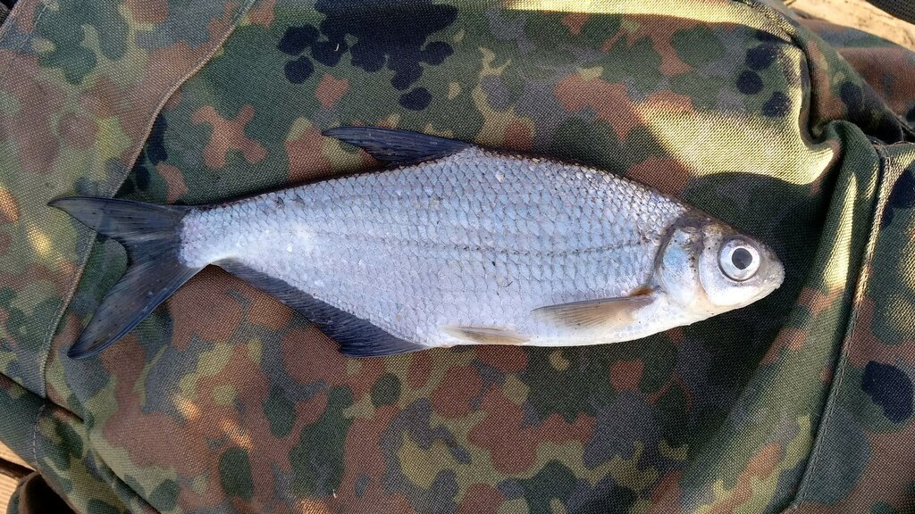 White-Eye Bream