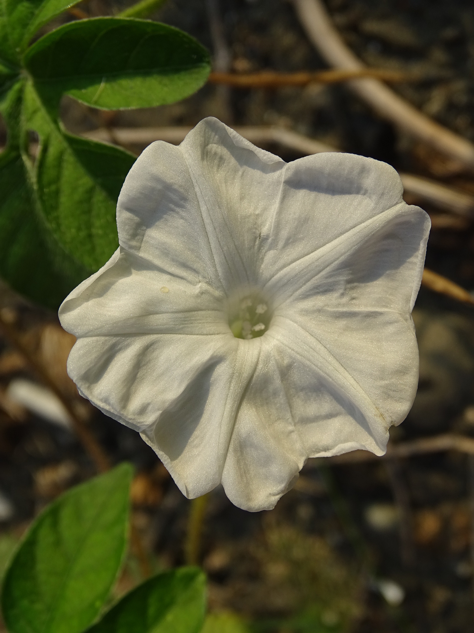Ipomoea pes-tigridis