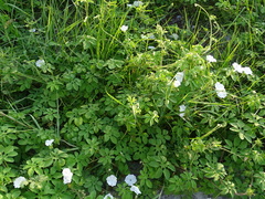 Ipomoea pes-tigridis