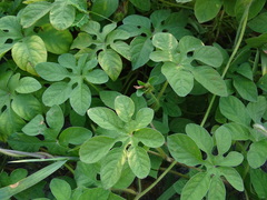 Ipomoea pes-tigridis