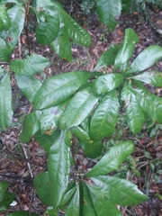 Morella caroliniensis