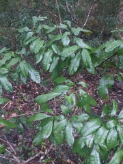 Morella caroliniensis