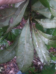 Morella caroliniensis