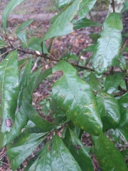 Morella caroliniensis