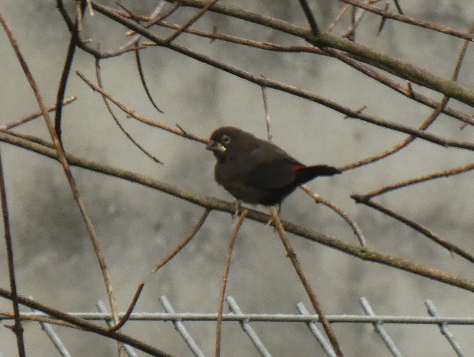 Black-bellied Seedcracker (Pyrenestes ostrinus), photo 1