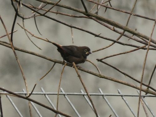 Black-bellied Seedcracker (Pyrenestes ostrinus), photo 4