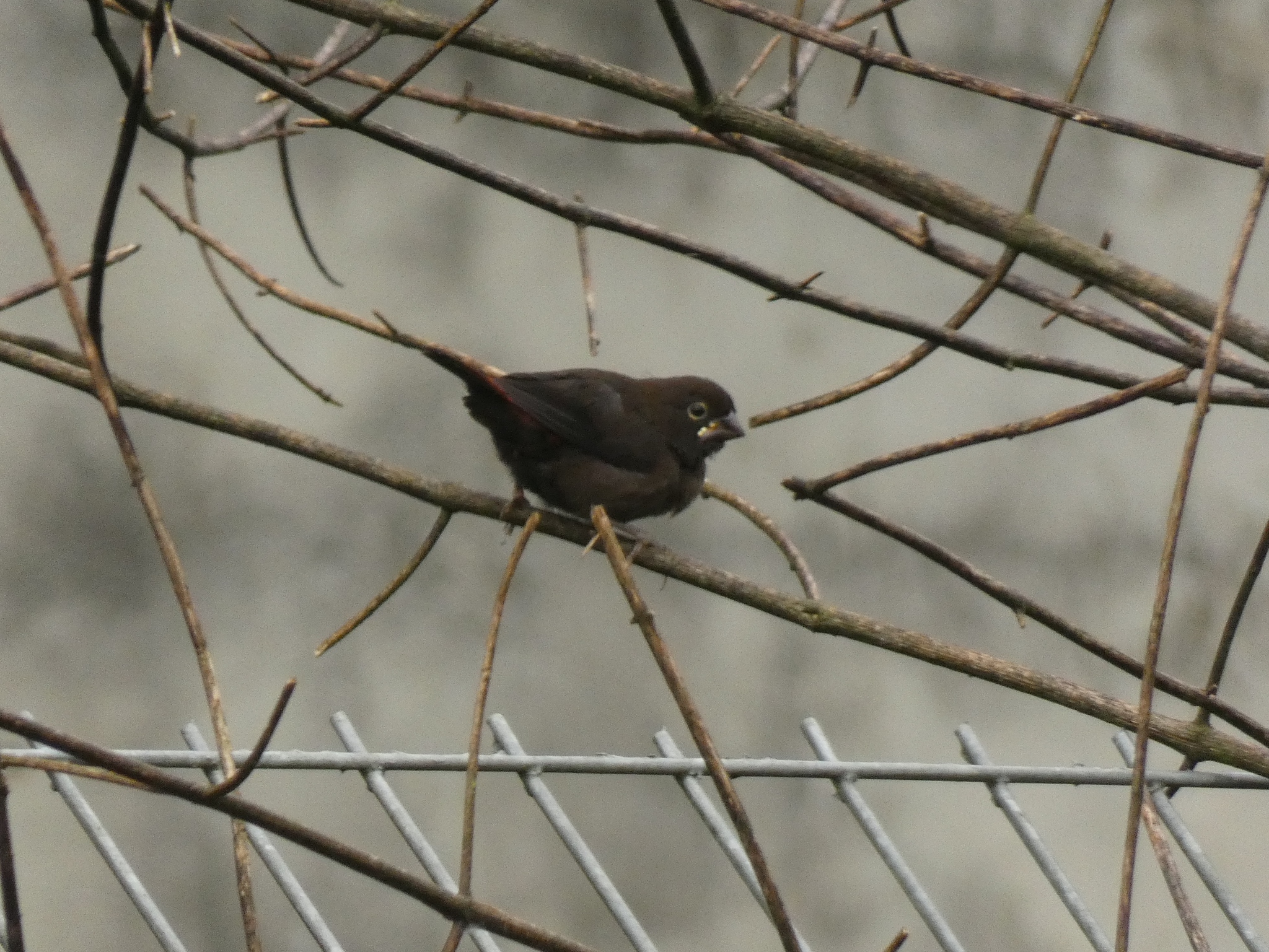 Black-bellied Seedcracker (Pyrenestes ostrinus), photo 2