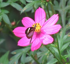 Dismorphia theucharila fortunata