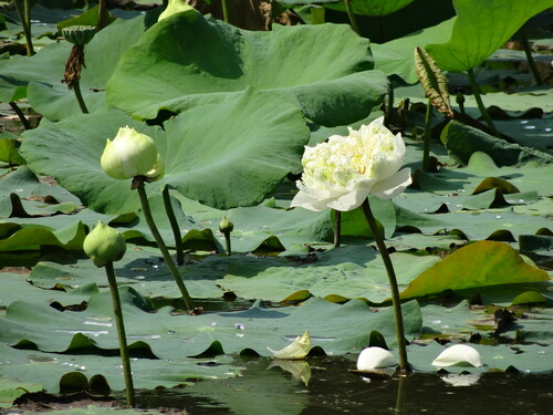 Sacred Lotus