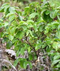 Antidesma platyphyllum