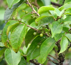 Antidesma platyphyllum