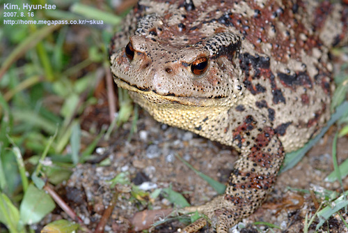 Sakhalin Toad
