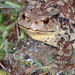 Sakhalin Toad - Photo (c) Kim, Hyun-tae, some rights reserved (CC BY), uploaded by Kim, Hyun-tae