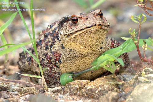 Sakhalin Toad