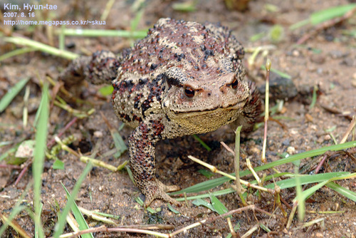 Sakhalin Toad