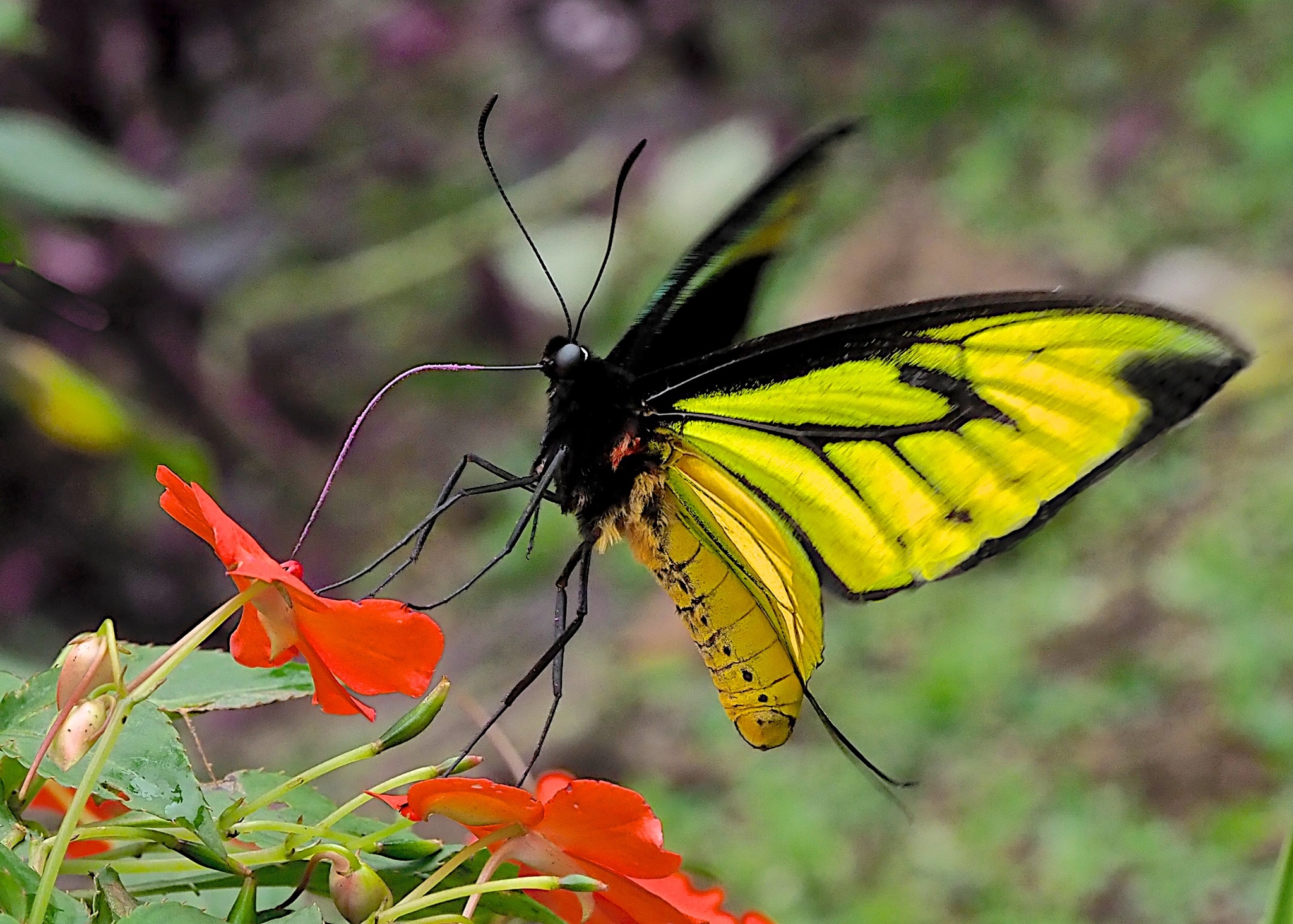 Las mariposas alas de pájaro del género Ornithoptera